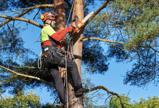 tree pruning monroe