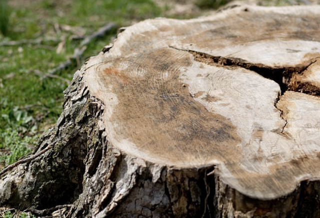 mny tree care logo