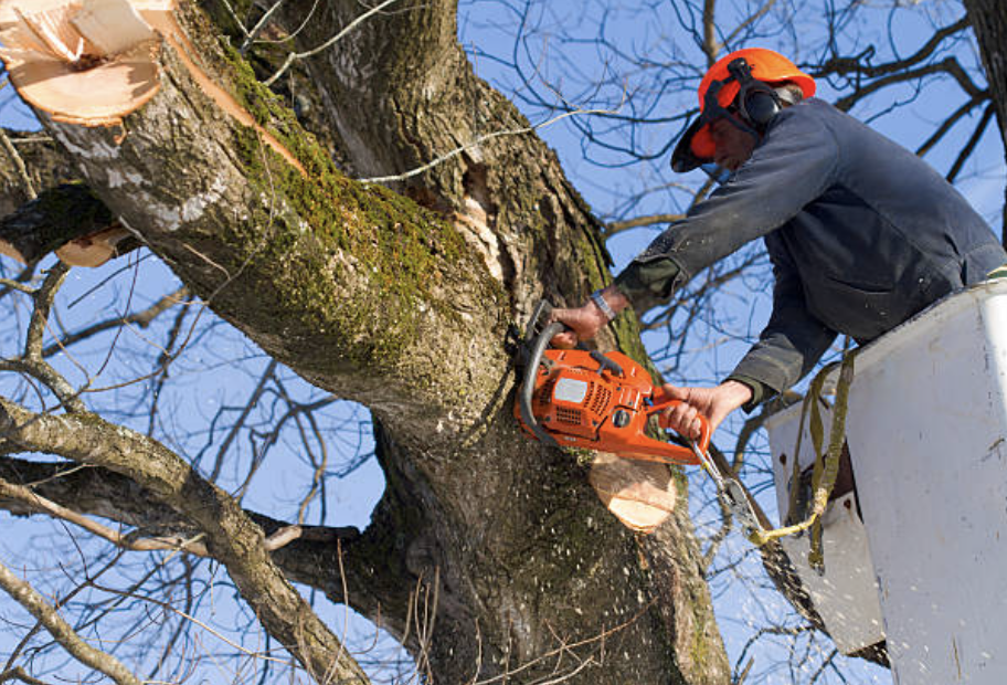 tree trimming monroe ny